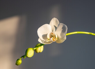 Une orchidée blanche 