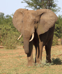 Obraz premium Afrikanischer Elefant / African elephant / Loxodonta africana