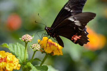 Macro photography of a butterfly in a botanic garden in France