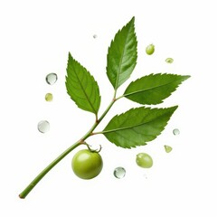 Green Delight A Botanical Arrangement with Leaves Tomato and Water Droplets on White Background