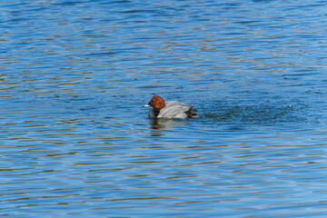 水面を泳ぐホシハジロ