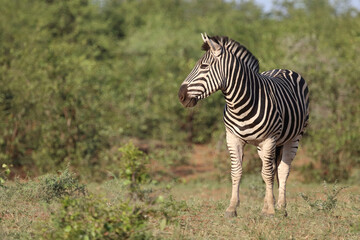 Steppenzebra / Burchell's zebra / Equus quagga burchellii