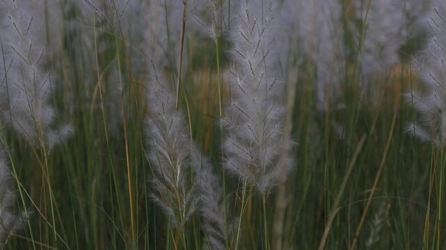 Closeup of Saccharum Spontaneum or Kash Phool with Selective Focus, Also Known as Kans Grass, Wild Sugarcane
