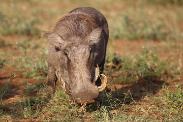 Warzenschwein / Warthog / Phacochoerus africanus..