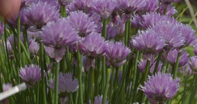 harvesting chive flowers (Allium schoenoprasum) closeup selective focus 4k 30fps