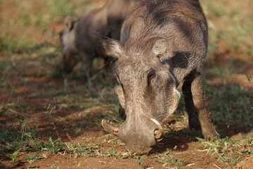 Warzenschwein / Warthog / Phacochoerus africanus..