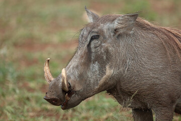 Warzenschwein / Warthog / Phacochoerus africanus..