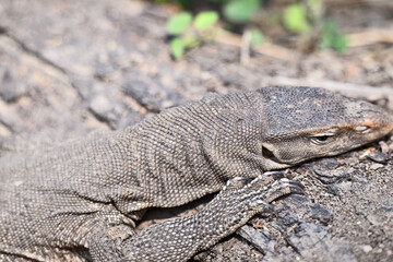 Resting Monitor Lizard on Dry Terrain