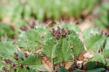 Close-up photo of cute green Euphorbia pulvinata cactus