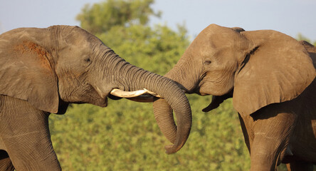 Afrikanischer Elefant / African elephant / Loxodonta africana.