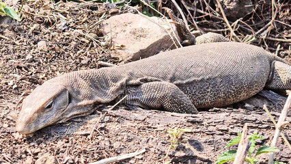 Resting Monitor Lizard on Dry Terrain