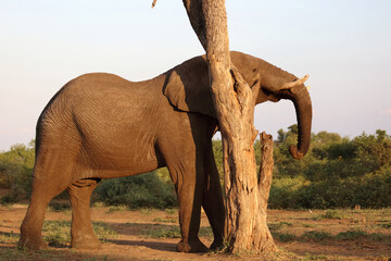 Afrikanischer Elefant / African elephant / Loxodonta africana