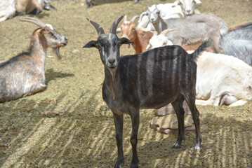 close-up of a black goat in a corral surrounded