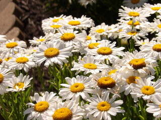 Fototapeta premium daisies in a garden