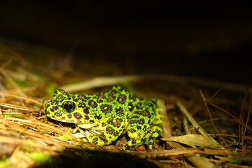 frog in the grass