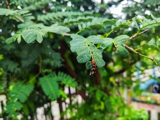 blackberry bush in the garden