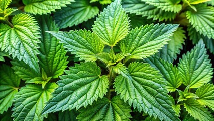 Rule of thirds frames a garden's stinging nettles, a vibrant yet prickly element.