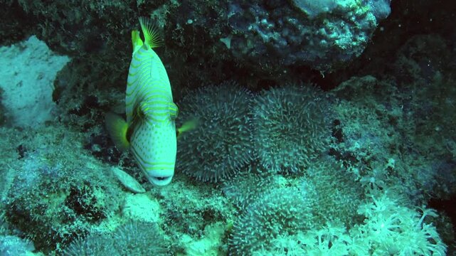 oranged-lined triggerfish with pale blue skin