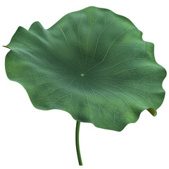 Fototapeta premium A fresh, green leaf lotus isolated on transparent background