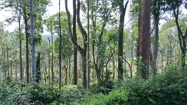 Coorg coffee estate, Karnataka, India