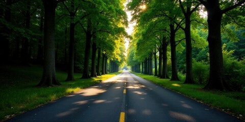 Fototapeta premium Sunlit Asphalts and Verdant Tree-Lined Path, A Scenic Drive Through a Lush Forest Canopy