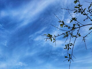 tree branches against blue sky