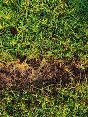 green grass in the garden