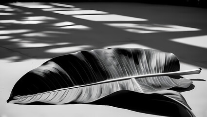 A black-and-white photograph of a large leaf illuminated by patterned shadows, likely from sunlight filtering through a nearby window. The contrast between the light and dark areas highlights the leaf