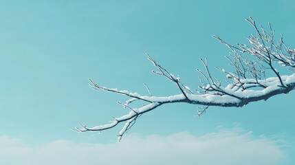 Obraz premium Snow-covered branch against a bright sky