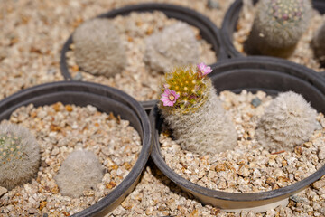 Close-up photo of Mammillaria bombycina cactus with cute purple flowers blooming