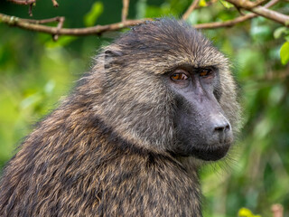 The head of an anubis baboon (Pabio anubis), photographed in Arusha National Park.