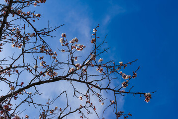 peach tree in bloom against the background of the blue sky, spring, bloom, update.