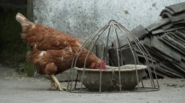Rural free-range roosters