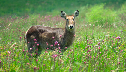 Waterbuck cow (Kobus ellipsiprymnus) amidst flowers in Reitvlei Nature Reserve.