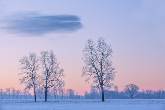 Rural winter landscape of frosted bare trees at dawn, Michigan, USA