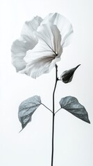 A tall white flower with intricate petals and soft leaves stands in a serene setting