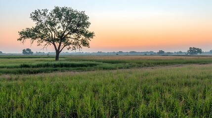 Single Tree in a Green Field at Sunrise