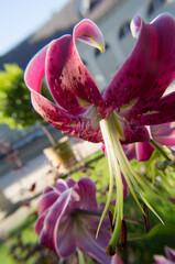 close up of a pink flower