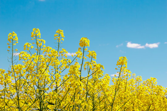 Bright yellow rapeseed flowers in full bloom against a clear blue sky - Powered by Adobe