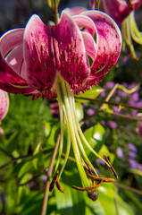 pink and yellow flowers