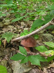 The mushroom Boletus erythropus picked up a stick in a deciduous forest