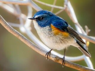 森の中の木陰で枝に留まって周りを見渡しているルリビタキの雄