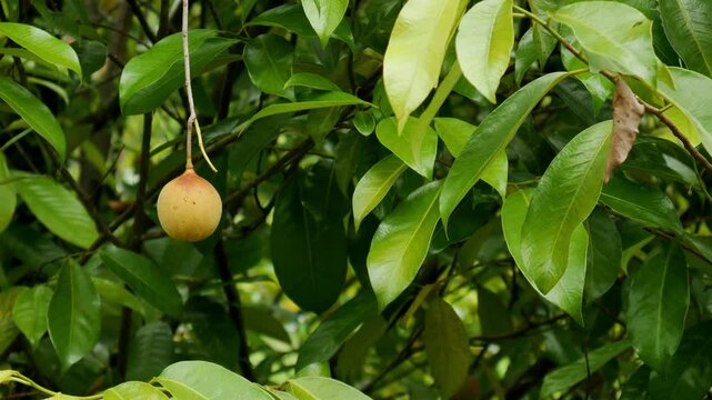 Small nutmeg fruit with bright yellow skin, hanging from a tree twig. On the right side, see dry brown leaves swaying slowly in the wind.