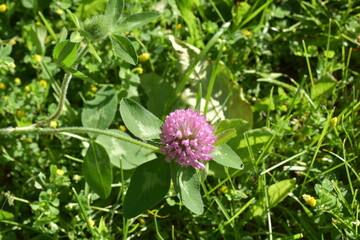 clover flowers on a green meadow, © Галина Миронюк