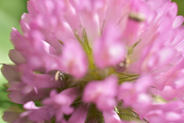 clover flowers on a green meadow,