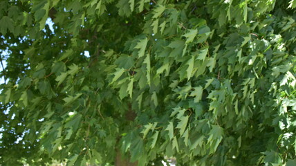 Fototapeta premium green plants in the park,