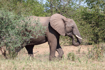 Fototapeta premium Afrikanischer Elefant / African elephant / Loxodonta africana