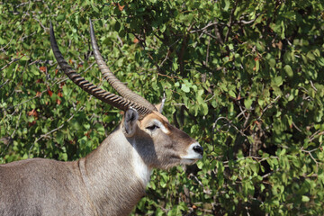 Wasserbock / Waterbuck / Kobus ellipsiprymnus