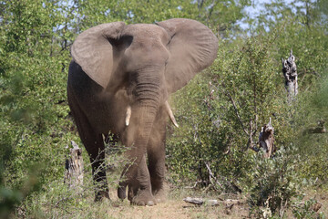Obraz premium Afrikanischer Elefant / African elephant / Loxodonta africana