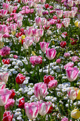 Tulip Flowers